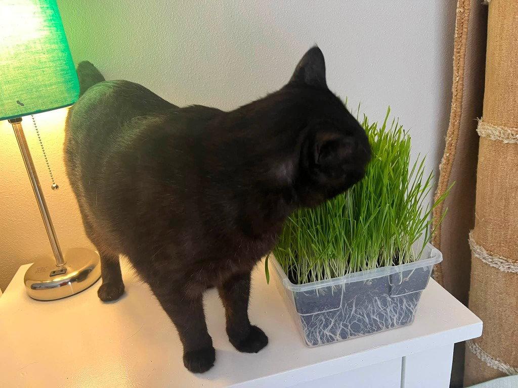 Enlarge Bobby, a Adoptable Domestic Short Hair in Battle Ground, WA image 3/3