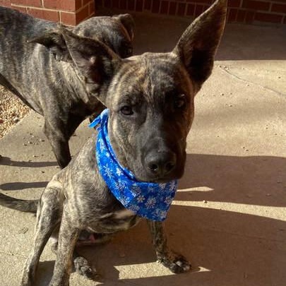 Enlarge Ash, a ADOPTABLE mixed breed in Lumberton, NC image 1/1
