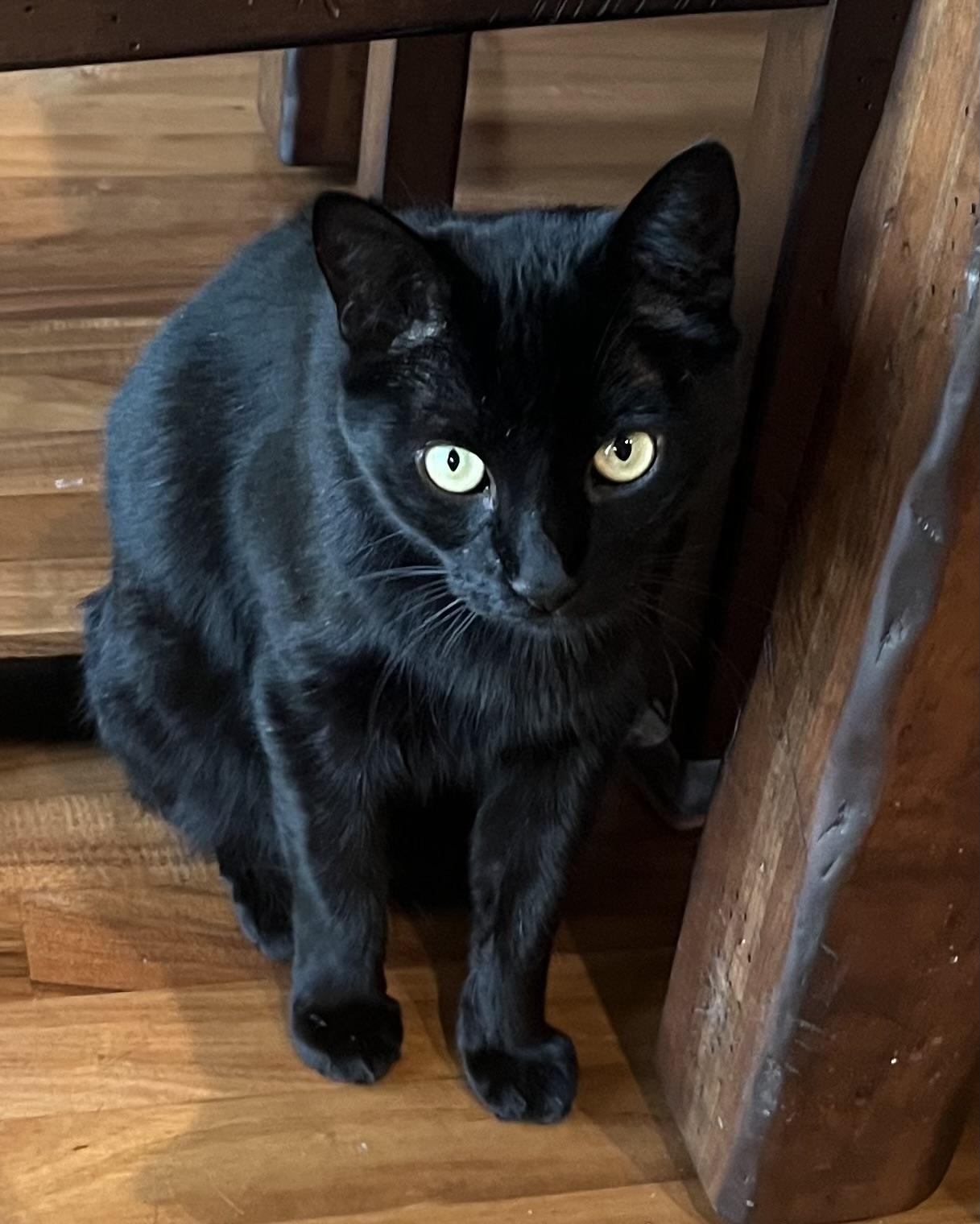 Duchess and Anya (bonded pair)