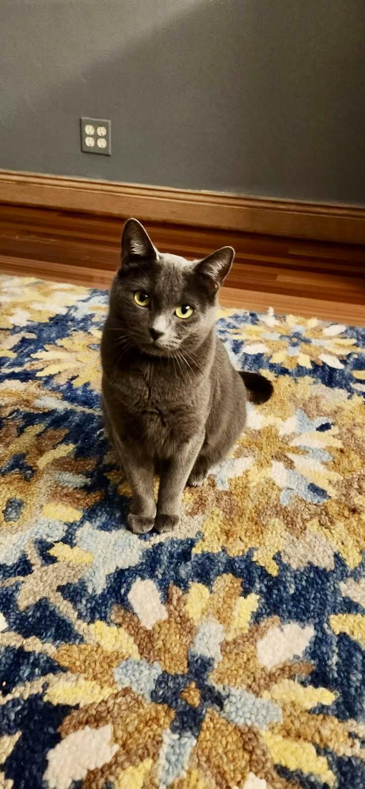 Duchess and Anya (bonded pair)