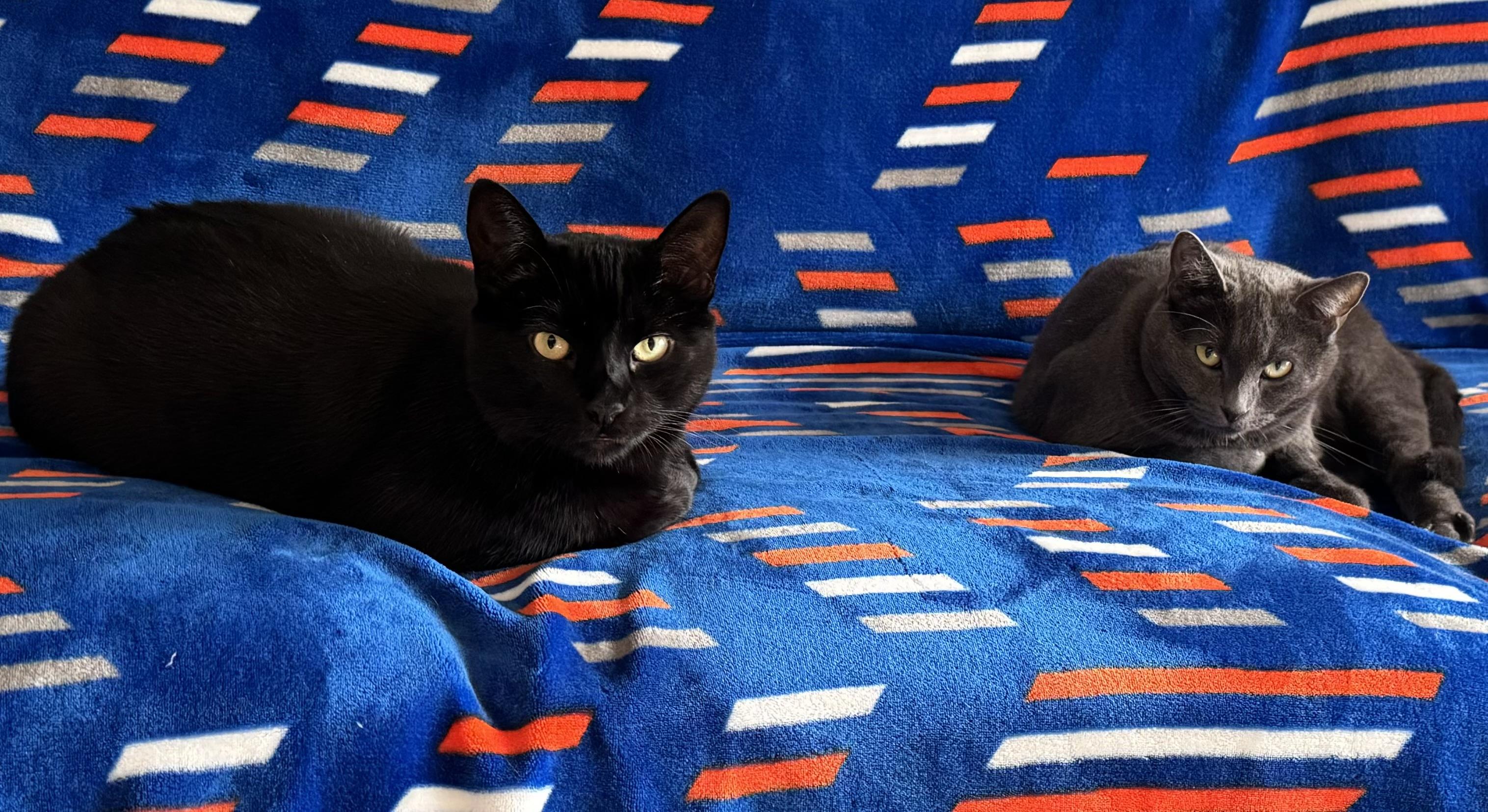 Duchess and Anya (bonded pair)