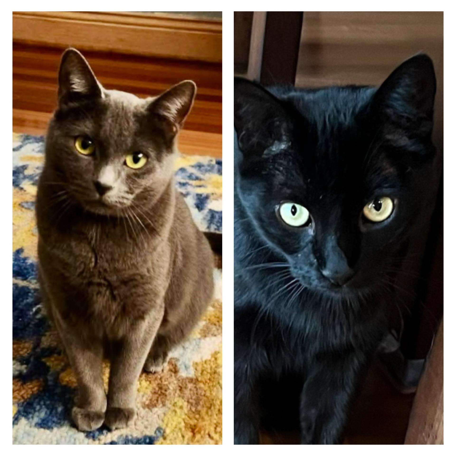 Duchess and Anya (bonded pair)