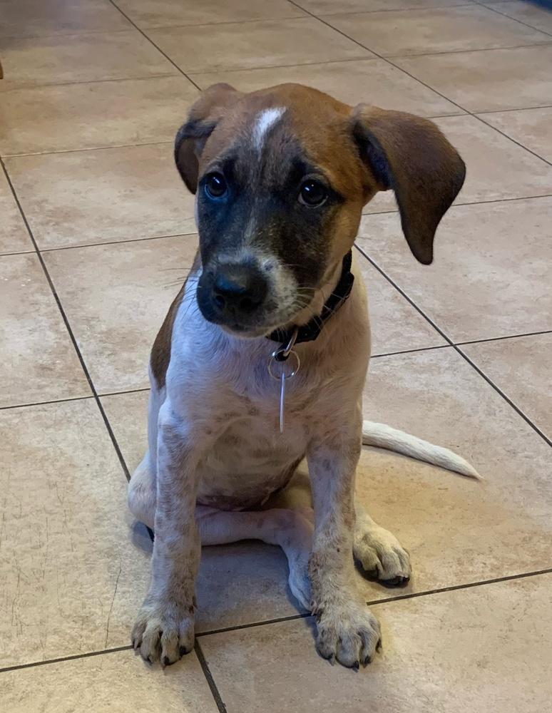 Artemis, Adopted, Puppy Female Labrador Retriever & German Shepherd Dog.