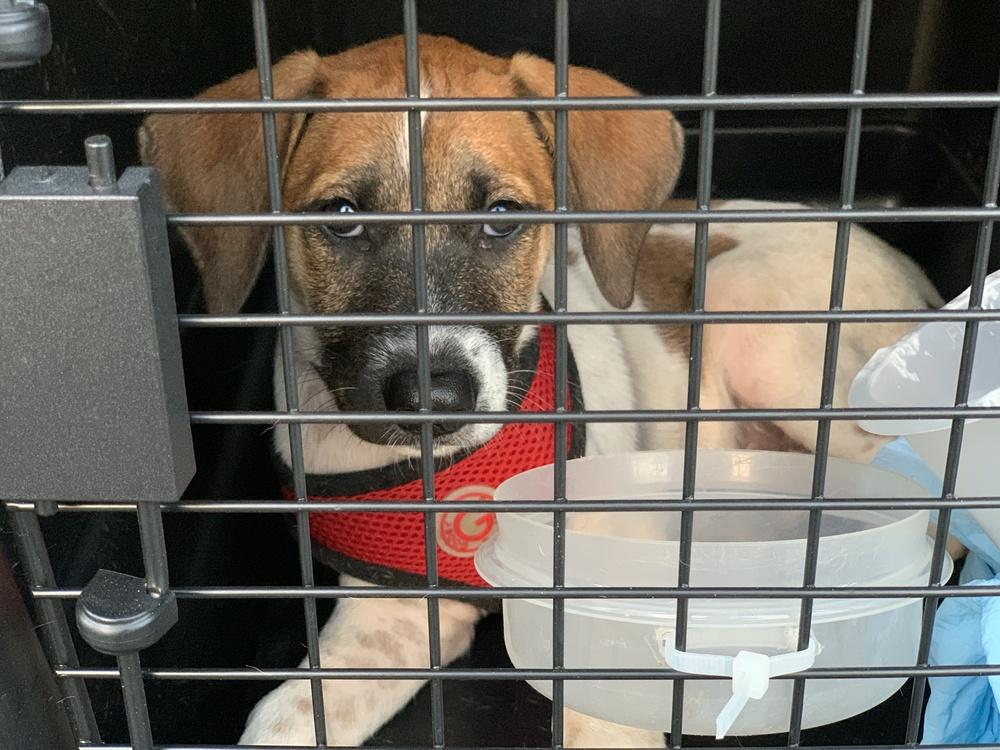 Enlarge Artemis, a Adopted mixed breed in Windsor, CA image 2/6