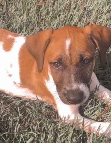 Enlarge Artemis, a Adopted mixed breed in Windsor, CA image 4/6