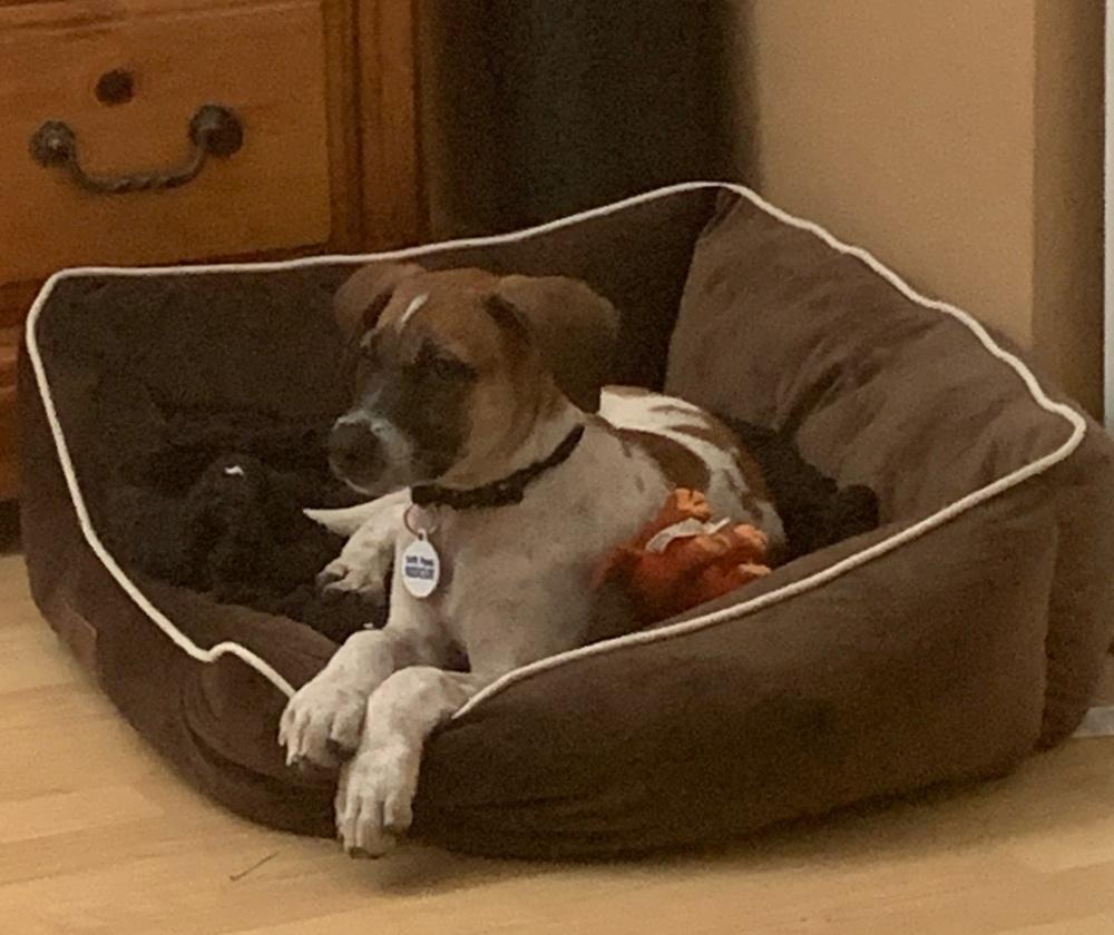 Enlarge Artemis, a Adopted mixed breed in Windsor, CA image 5/6