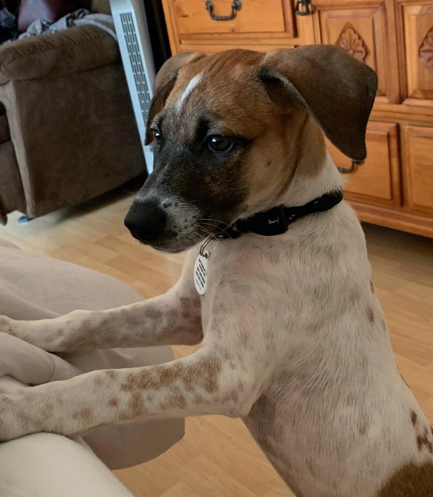 Enlarge Artemis, a Adopted mixed breed in Windsor, CA image 6/6