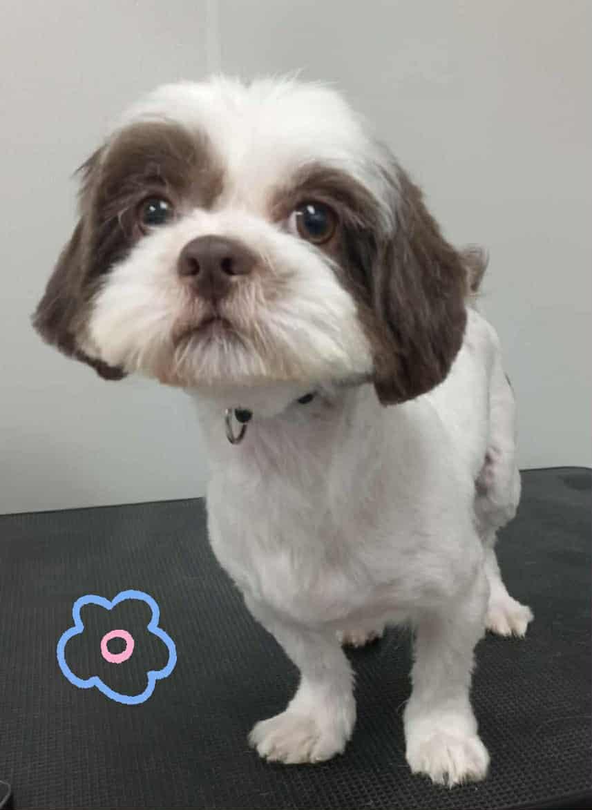 Enlarge LUCAS, an adopted Shih Tzu in Brattleboro , VT image 4/4