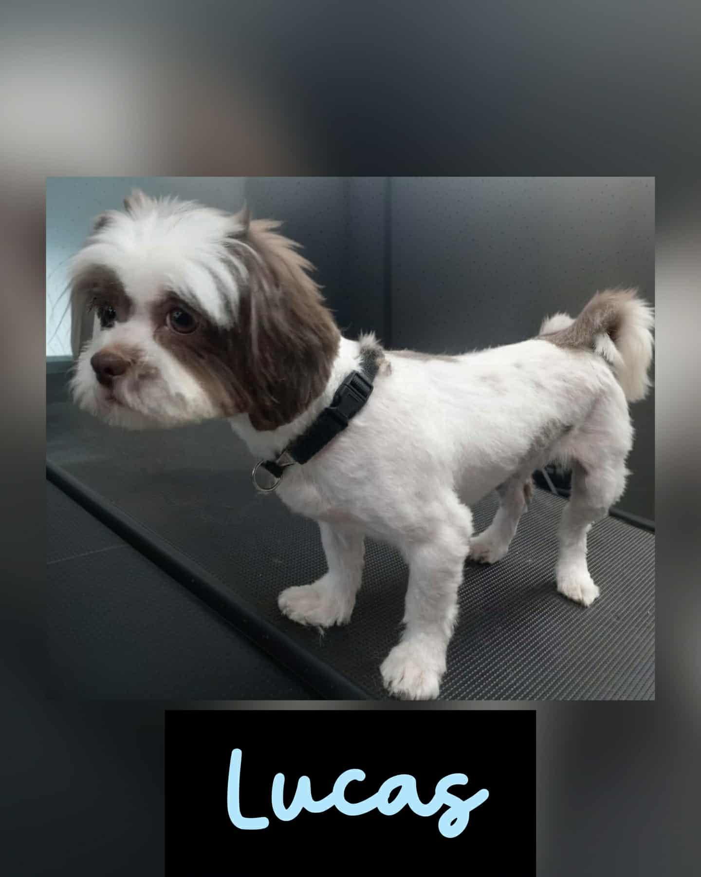 Enlarge LUCAS, an adopted Shih Tzu in Brattleboro , VT image 2/4