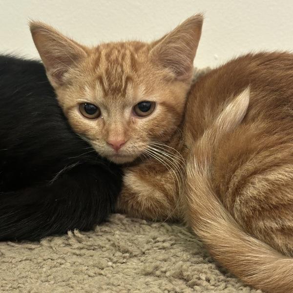Enlarge Outrageous Orange, a Adoptable mixed breed in Walnut Creek, CA image 2/2