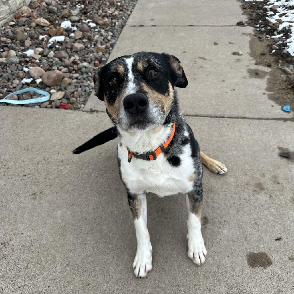 Enlarge Jesse, a ADOPTABLE Australian Cattle Dog / Blue Heeler in Chippewa Falls, WI image 1/3
