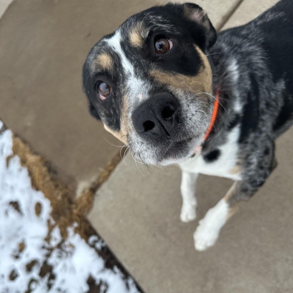 Enlarge Jesse, a ADOPTABLE Australian Cattle Dog / Blue Heeler in Chippewa Falls, WI image 3/3