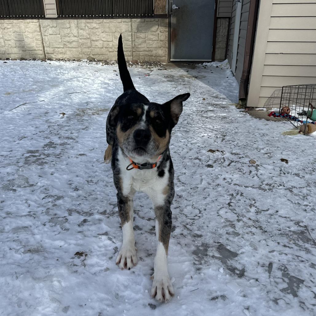 Enlarge Jesse, a ADOPTABLE Australian Cattle Dog / Blue Heeler in Chippewa Falls, WI image 2/3