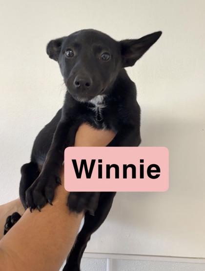 Winnie photo