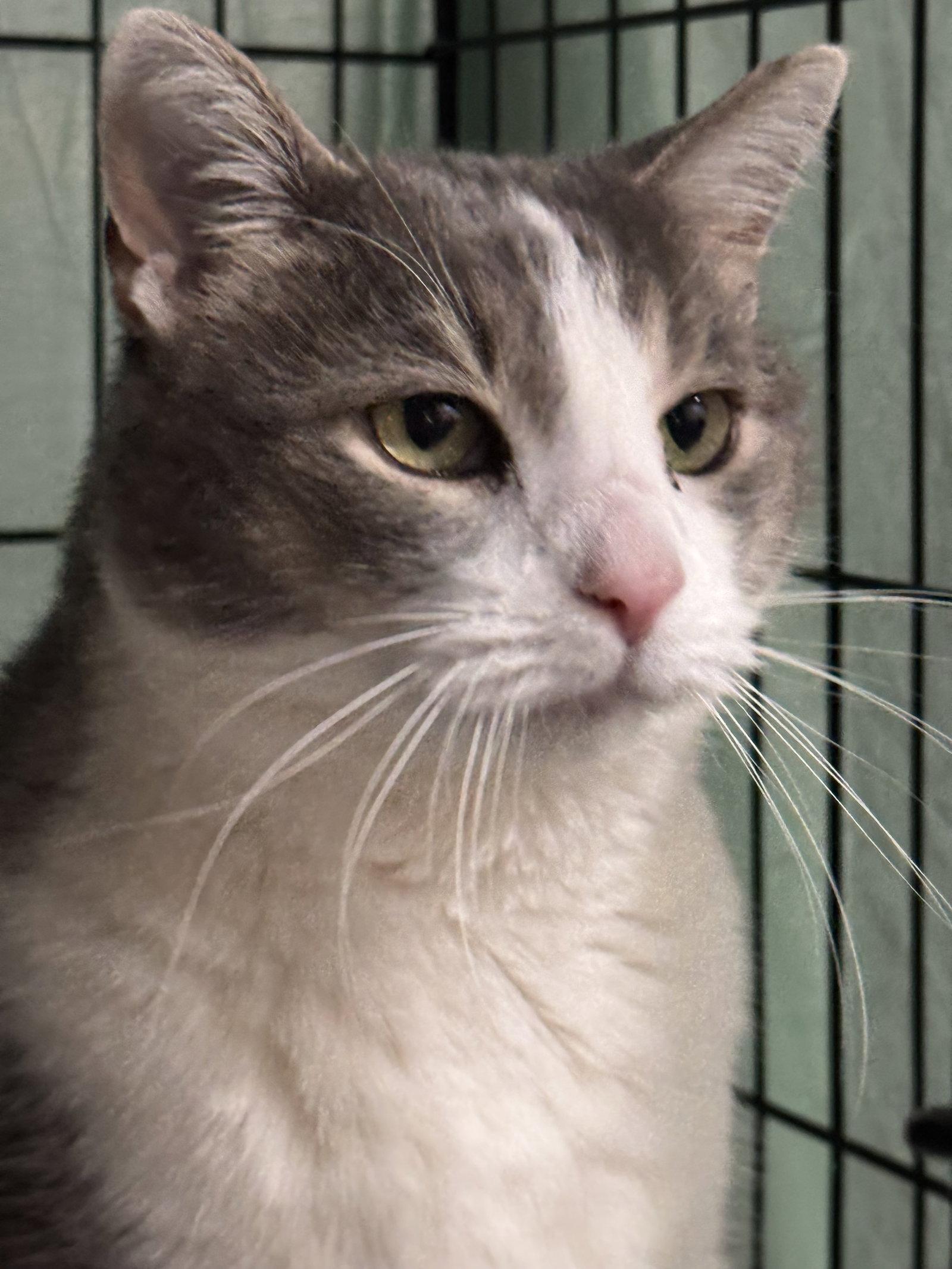 Grady, Adoptable, Senior Male Domestic Short Hair & Tabby.