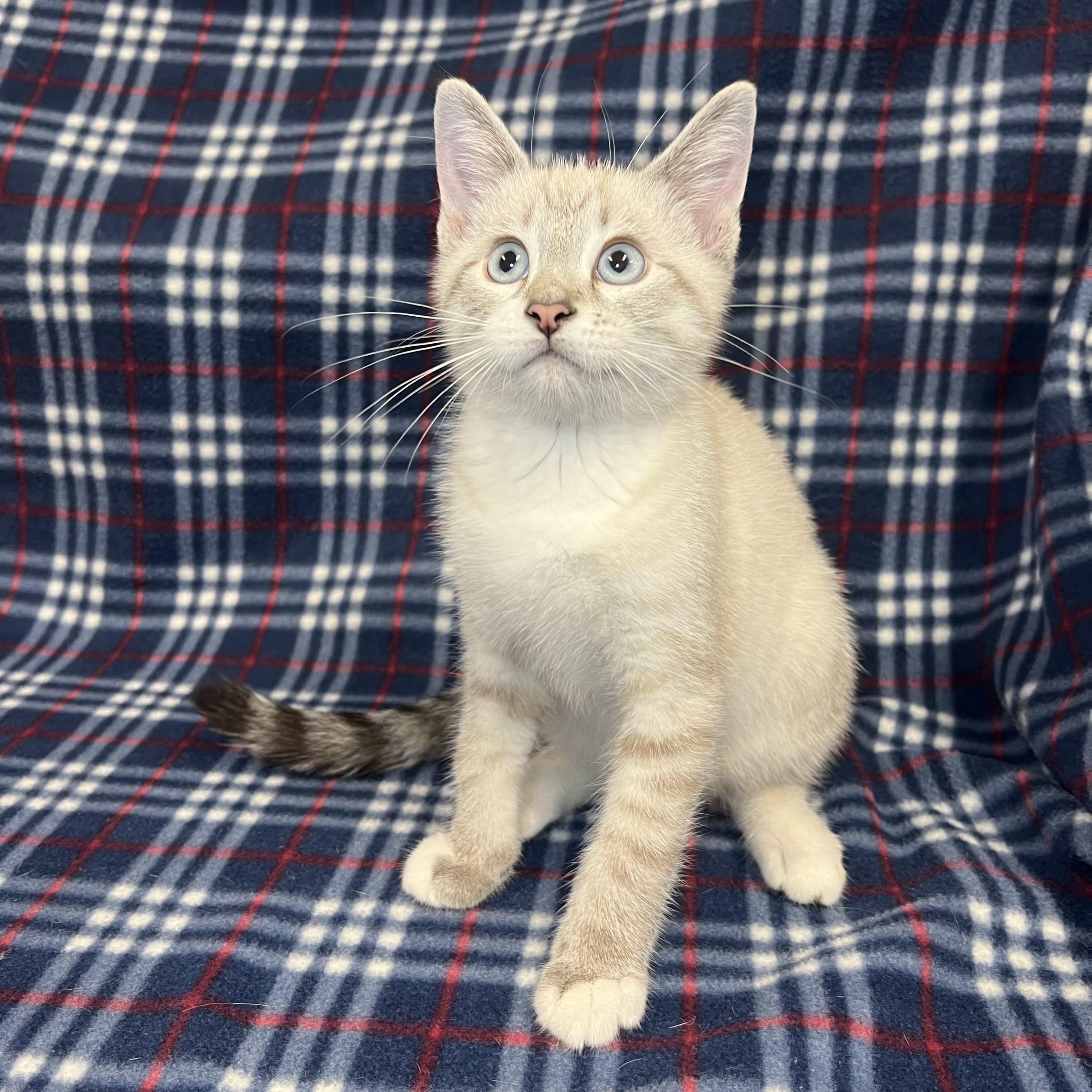 Enlarge Dumpling, an adopted mixed breed in Fairmont, MN image 1/6