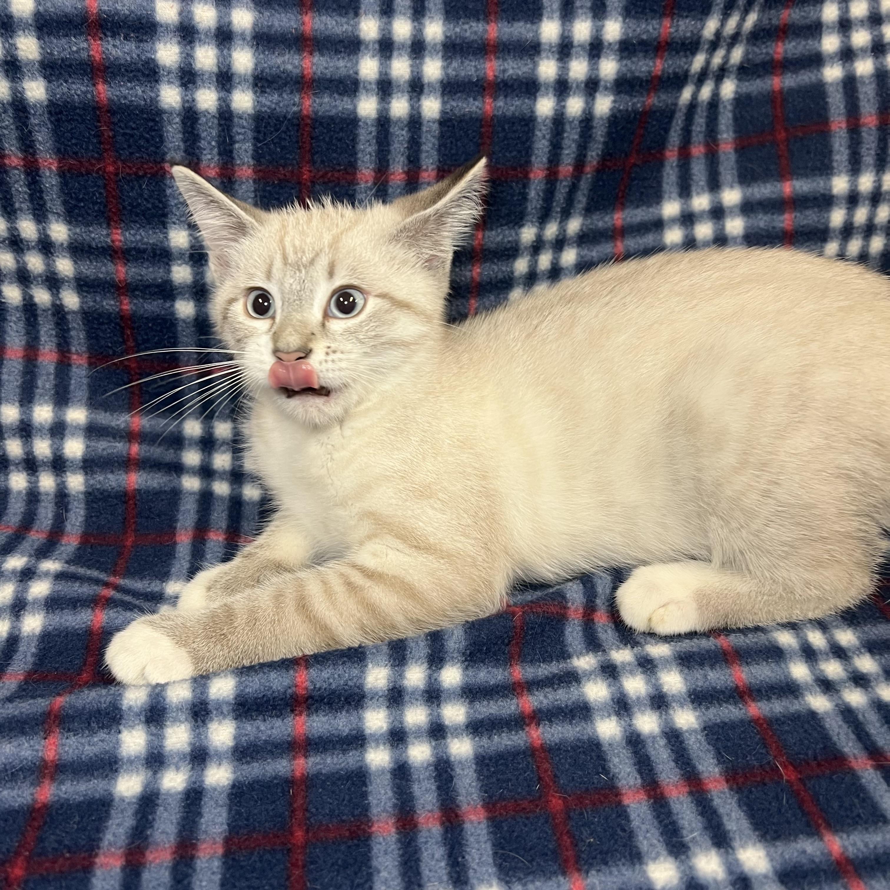 Enlarge Dumpling, an adopted mixed breed in Fairmont, MN image 2/6