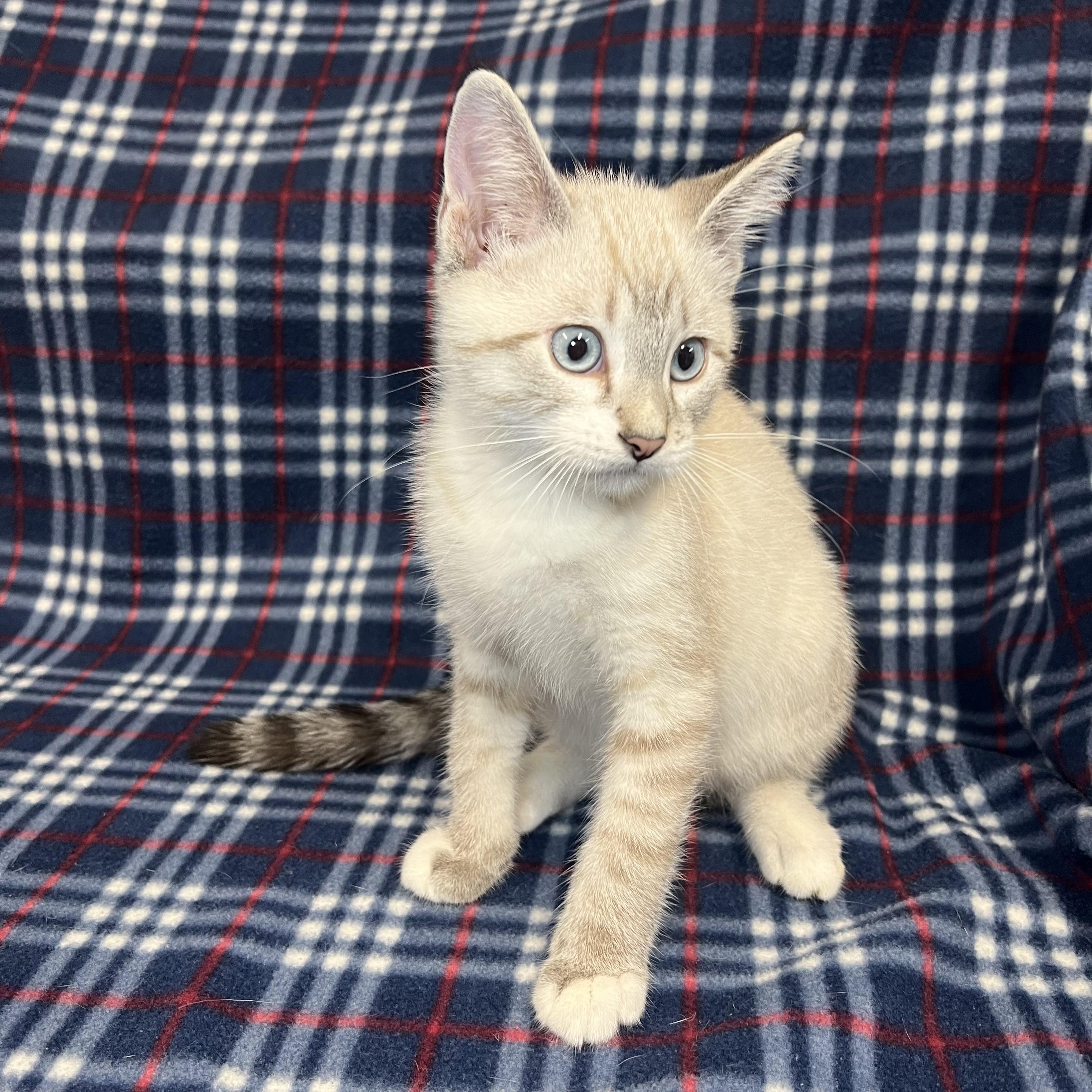 Enlarge Dumpling, an adopted mixed breed in Fairmont, MN image 3/6