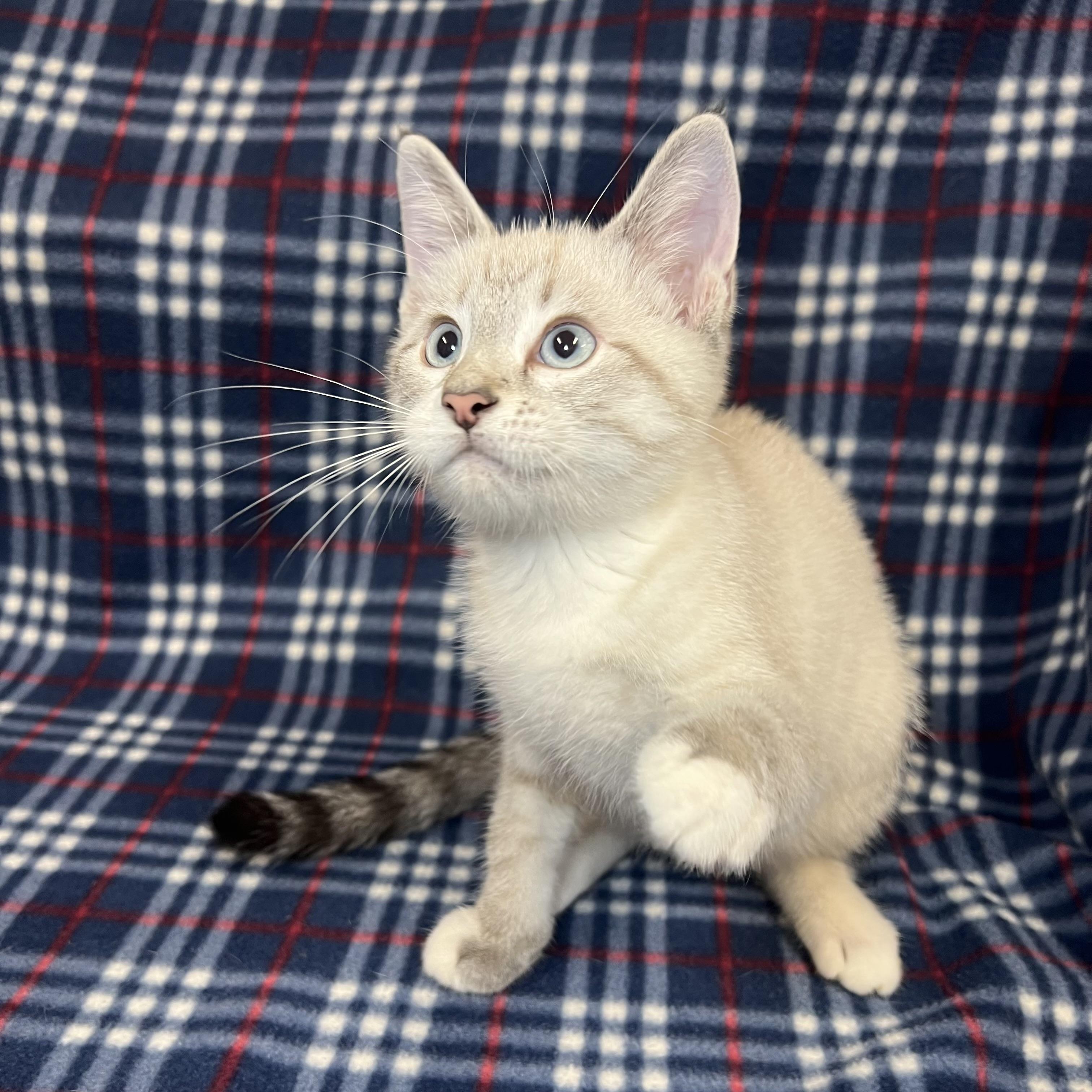 Enlarge Dumpling, an adopted mixed breed in Fairmont, MN image 5/6