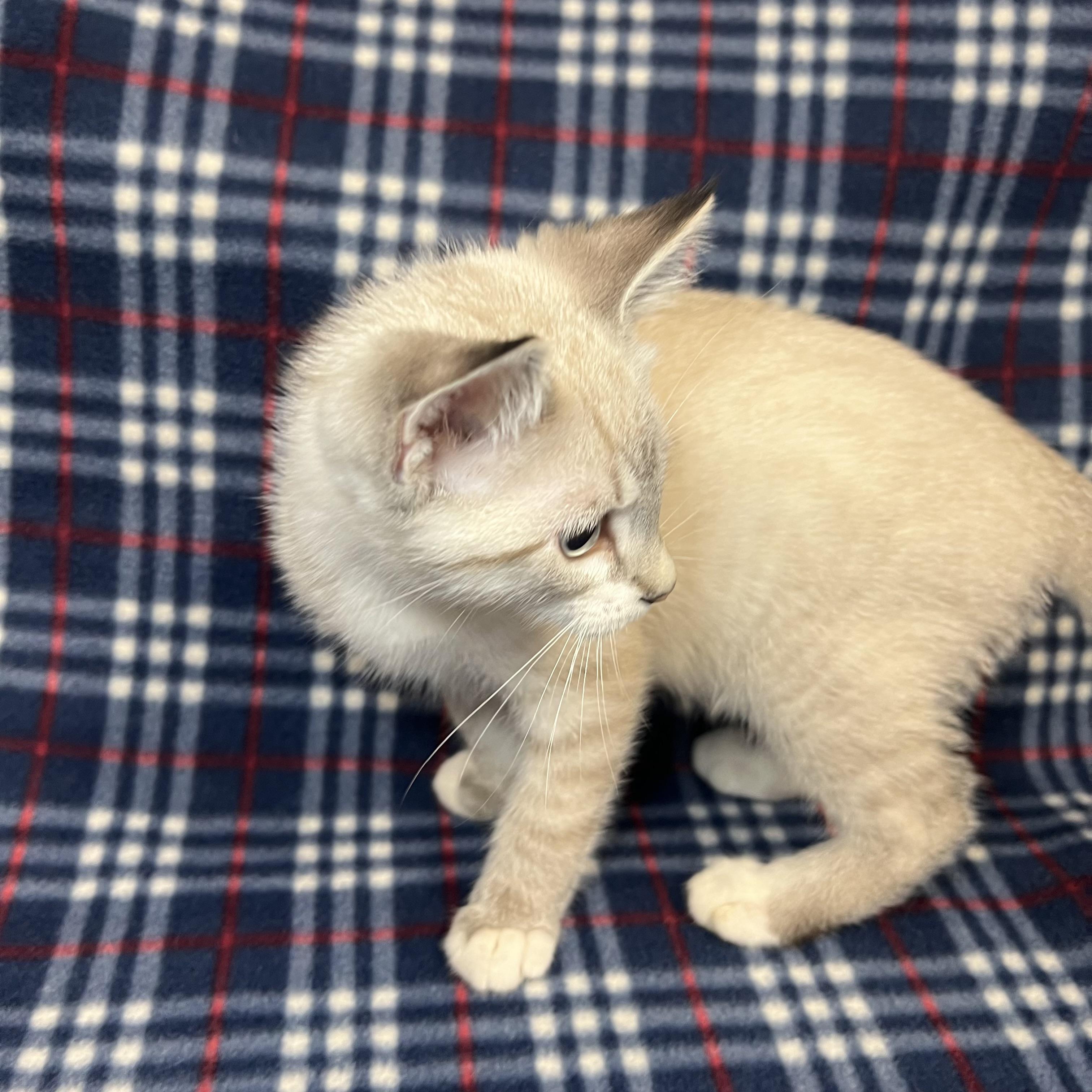 Enlarge Dumpling, an adopted mixed breed in Fairmont, MN image 4/6
