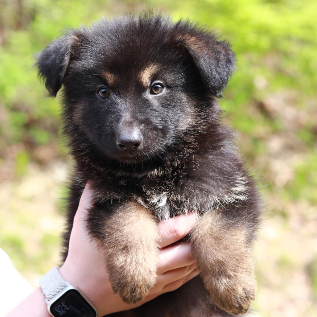 CT Yosemite avail May 16, Adoptable, Puppy Male Shepherd & Mixed Breed.