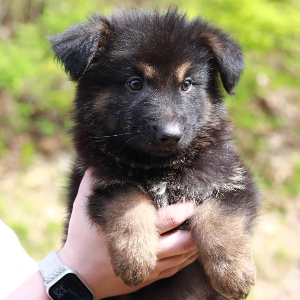 Enlarge CT Yosemite, a Adoptable mixed breed in Eastford, CT image 2/4