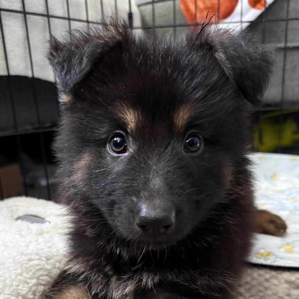 Enlarge CT Yosemite, a Adoptable mixed breed in Eastford, CT image 3/4