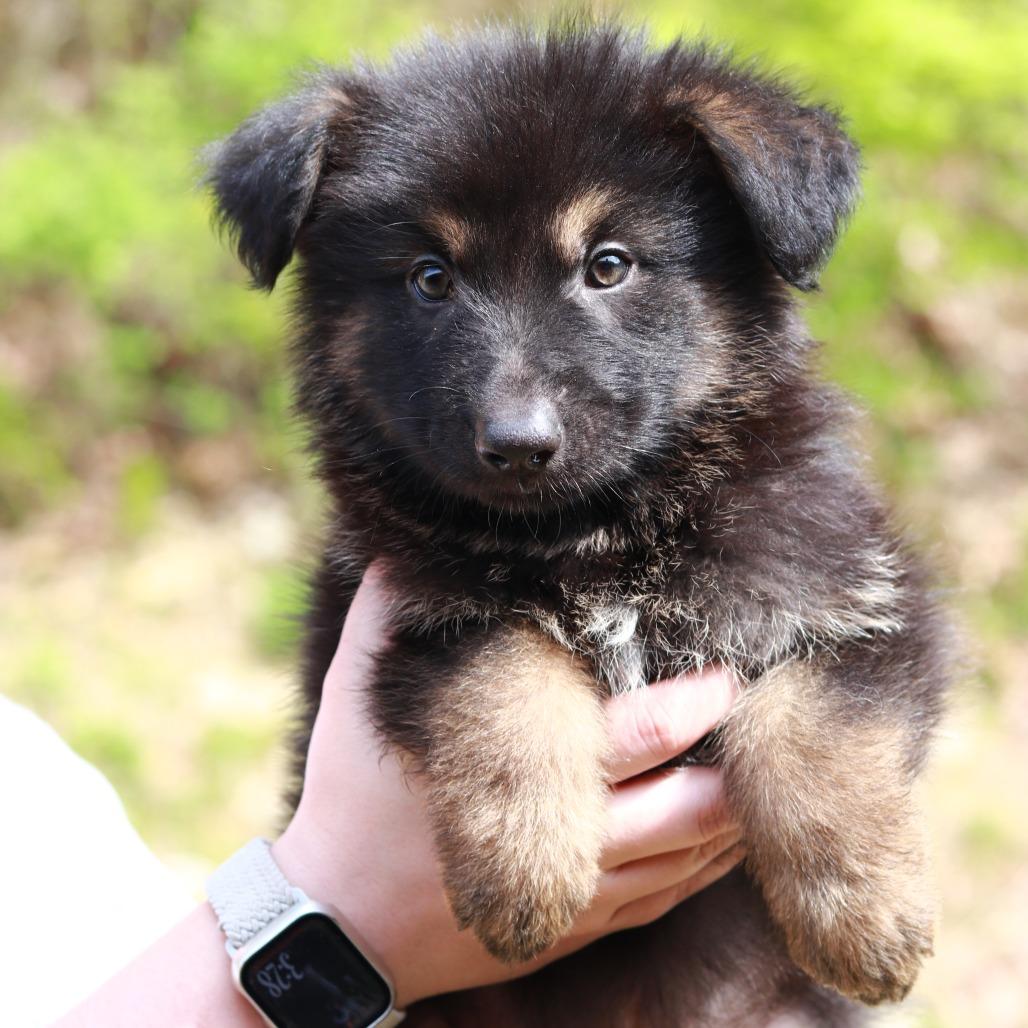 Enlarge CT Yosemite, a Adoptable mixed breed in Eastford, CT image 4/4