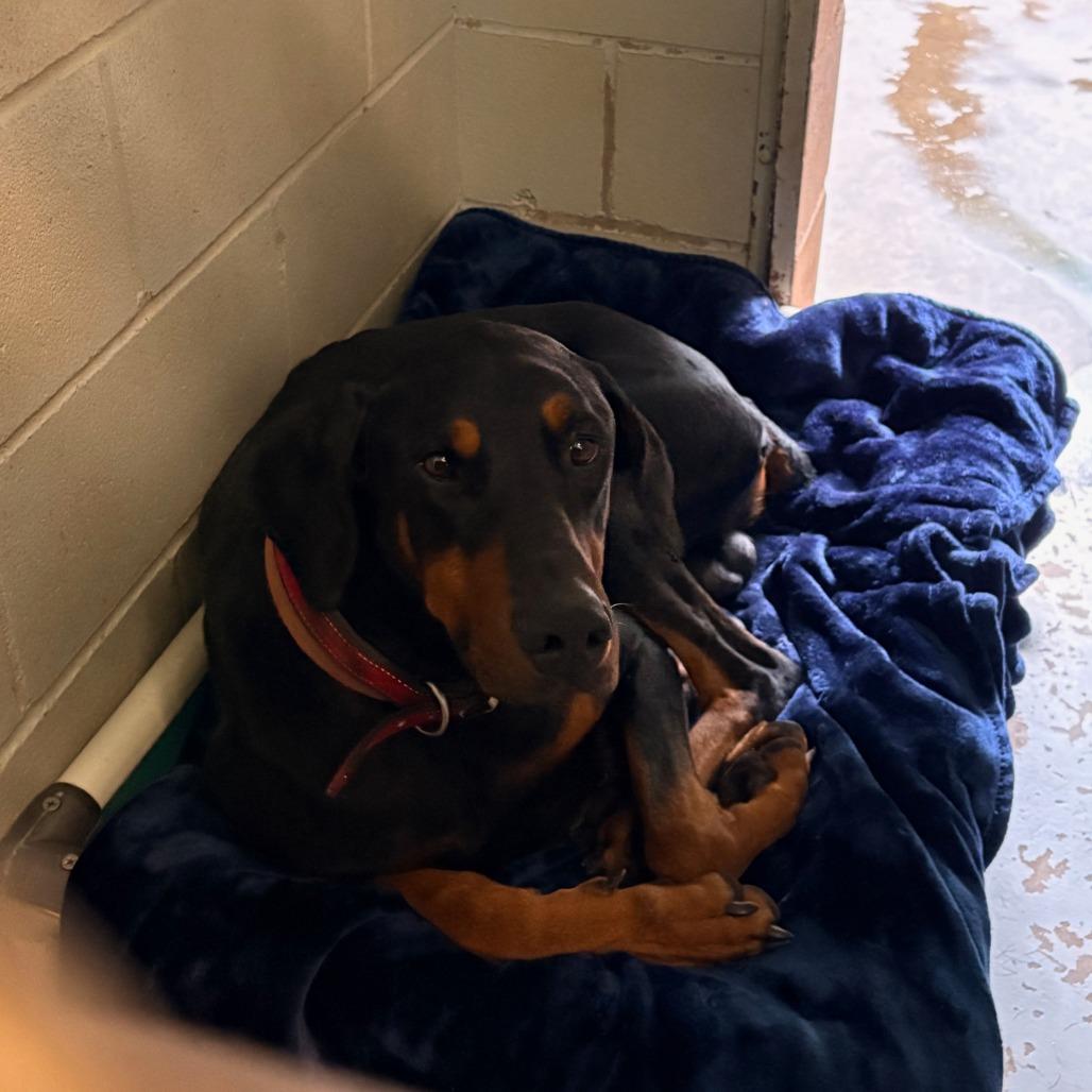 Whiskey, Adoptable, Adult Male Mixed Breed.