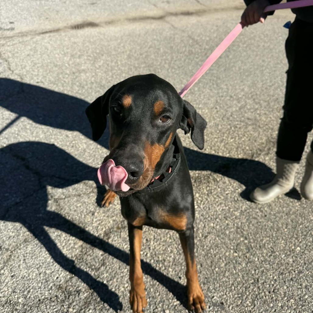 Enlarge Whiskey, a Adoptable Mixed Breed in Hamilton, GA image 2/6