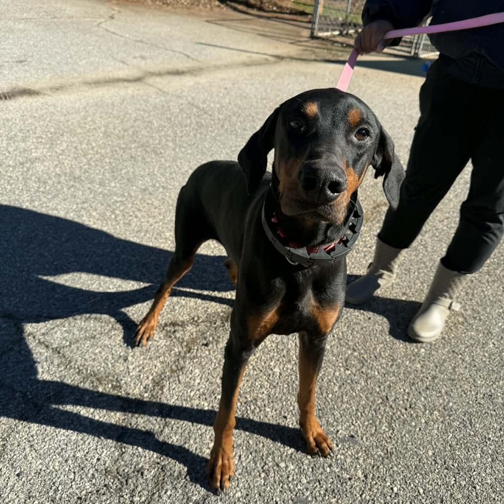 Enlarge Whiskey, a Adoptable Mixed Breed in Hamilton, GA image 4/6