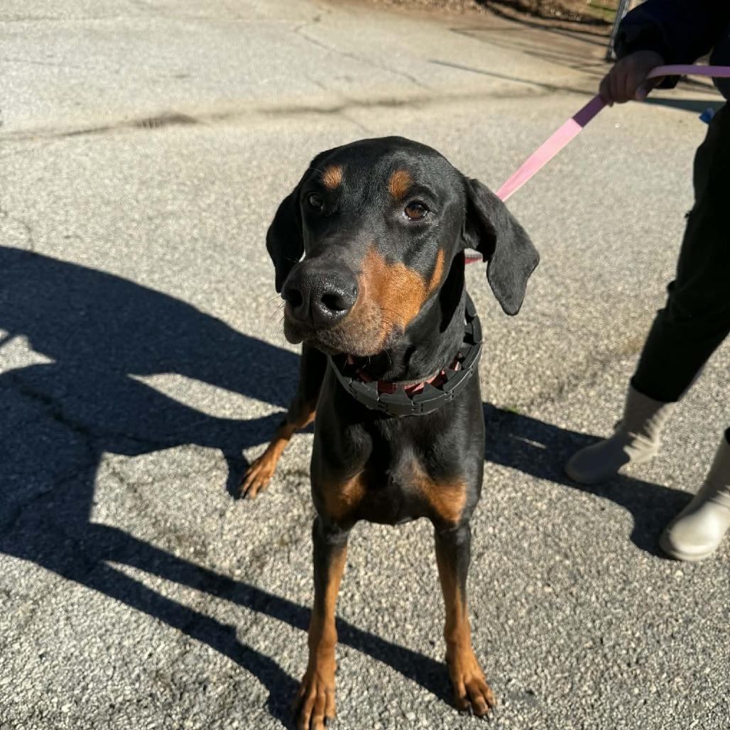 Enlarge Whiskey, a Adoptable Mixed Breed in Hamilton, GA image 5/6