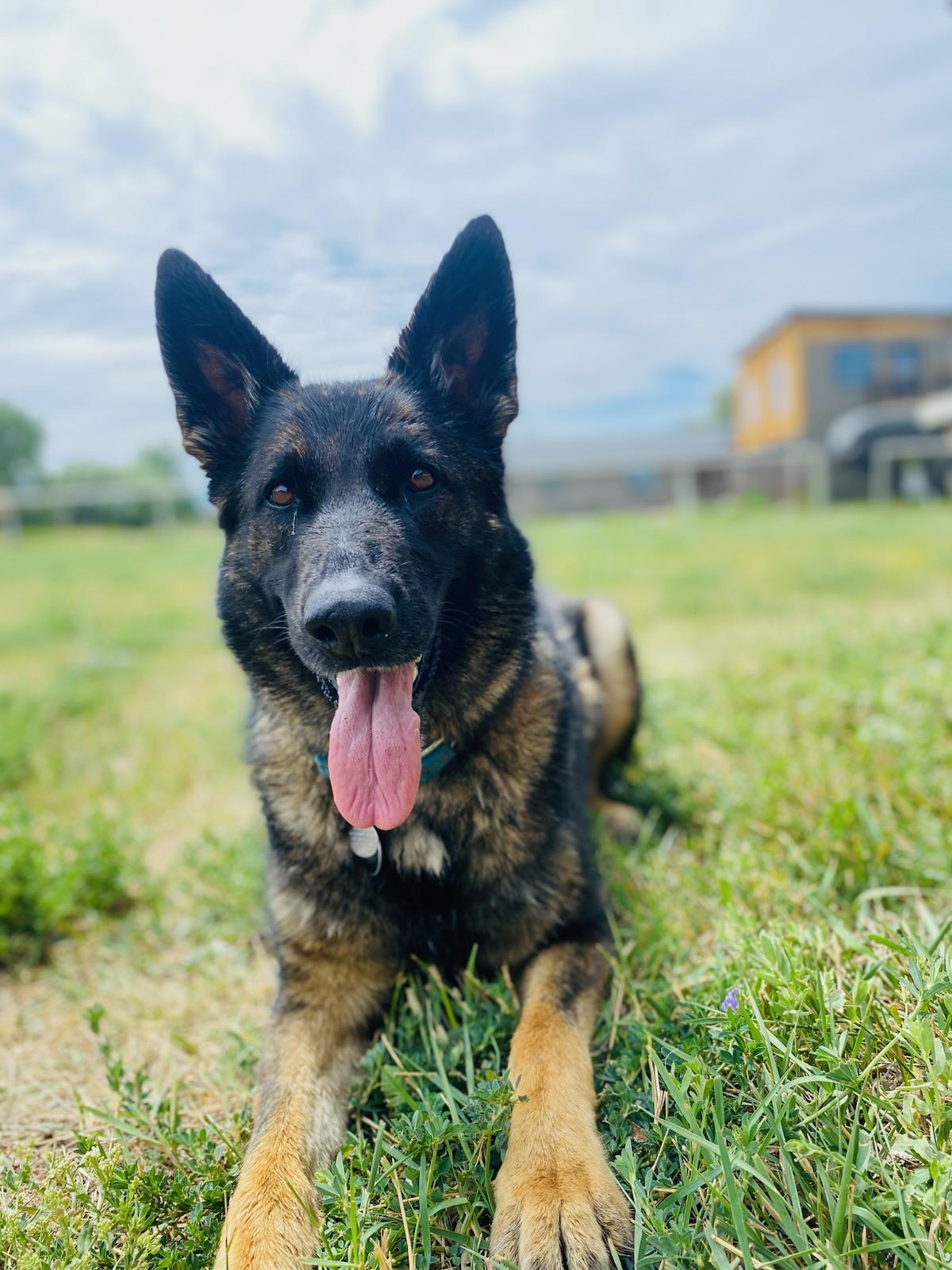 Enlarge Izzy (GSD), a ADOPTABLE German Shepherd Dog in Cody, WY image 1/1
