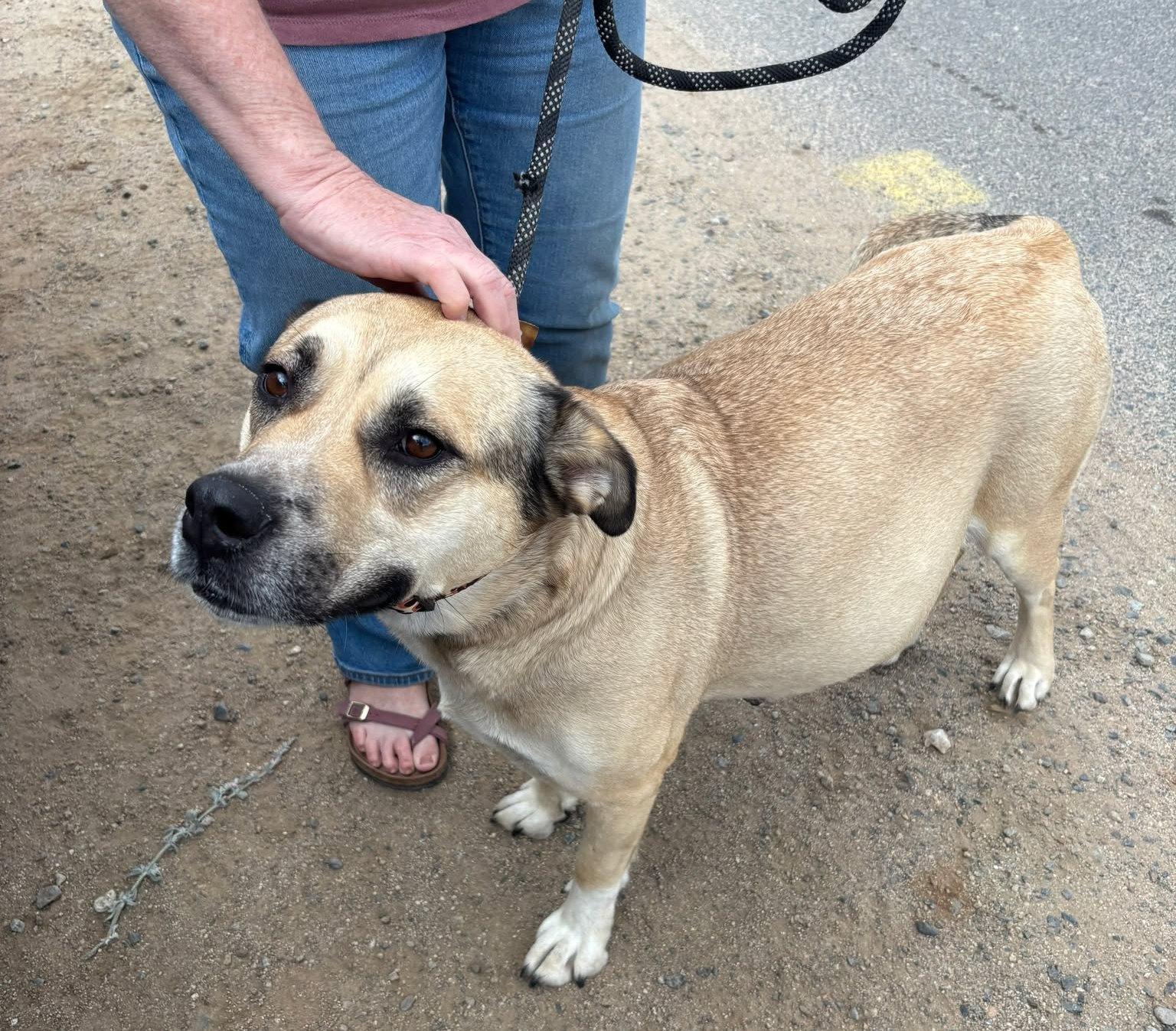 Molly, an adoptable Yellow Labrador Retriever, Shepherd in Ashland, OR, 97520 | Photo Image 6