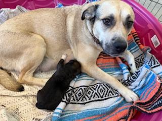 Molly, an adoptable Yellow Labrador Retriever, Shepherd in Ashland, OR, 97520 | Photo Image 5