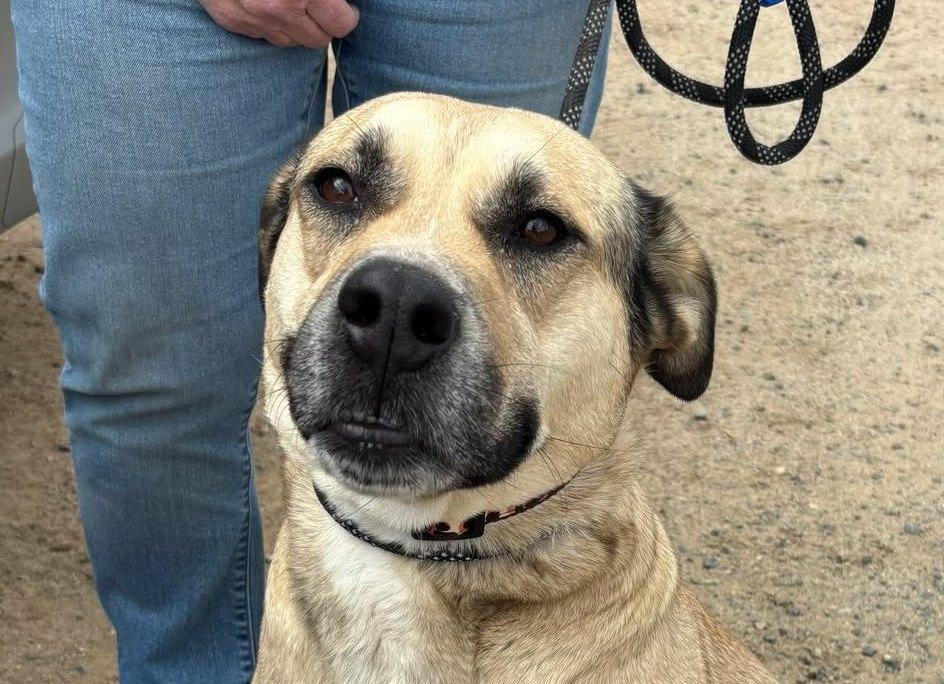 Molly, an adoptable Yellow Labrador Retriever, Shepherd in Ashland, OR, 97520 | Photo Image 4