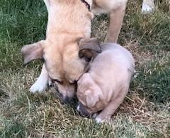 Molly, an adoptable Yellow Labrador Retriever, Shepherd in Ashland, OR, 97520 | Photo Image 2