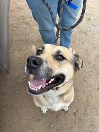 Molly, an adoptable Yellow Labrador Retriever, Shepherd in Ashland, OR, 97520 | Photo Image 1