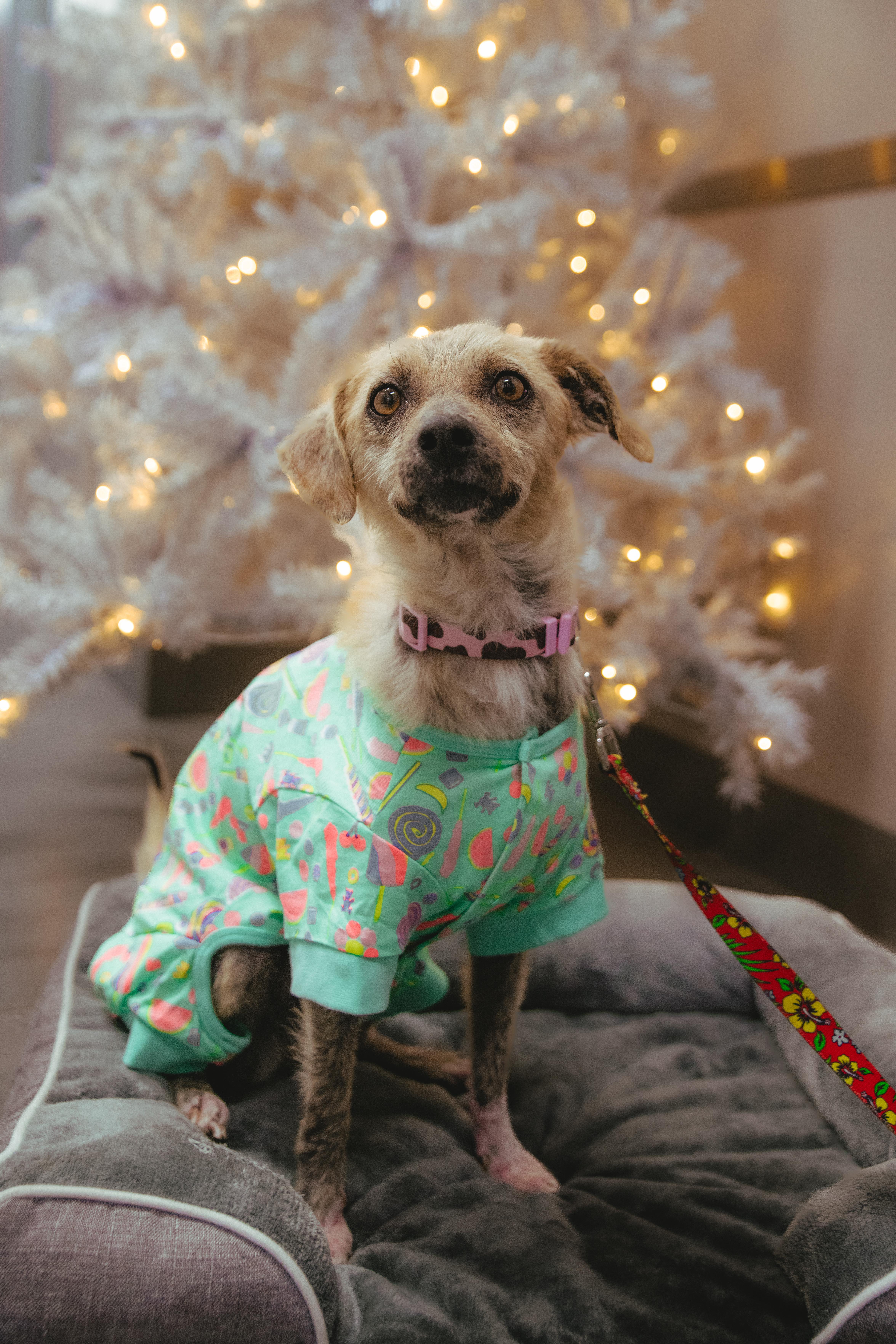 Enlarge Marcel, a ADOPTABLE Terrier in West Hollywood, CA image 1/5