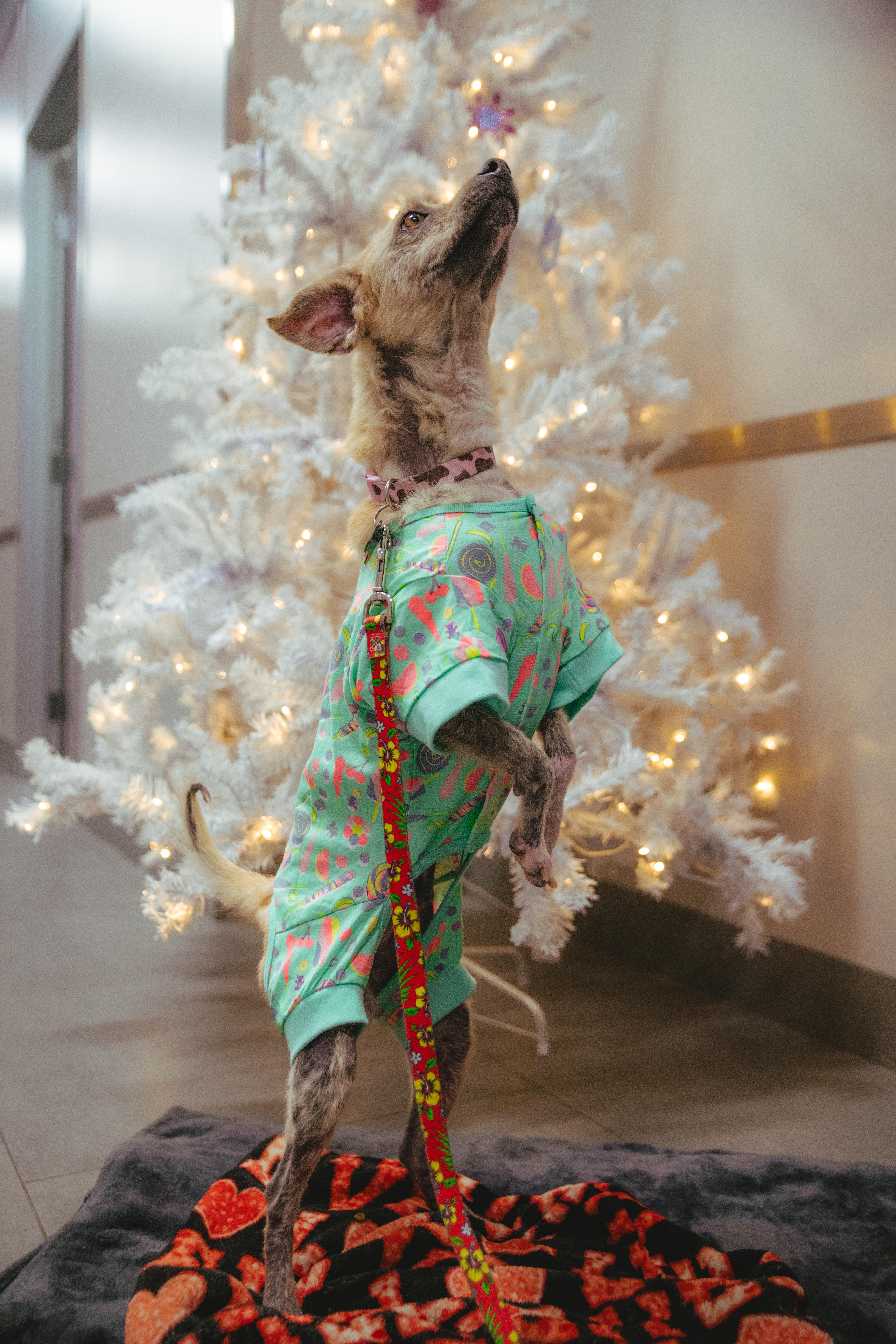 Enlarge Marcel, a ADOPTABLE Terrier in West Hollywood, CA image 2/5