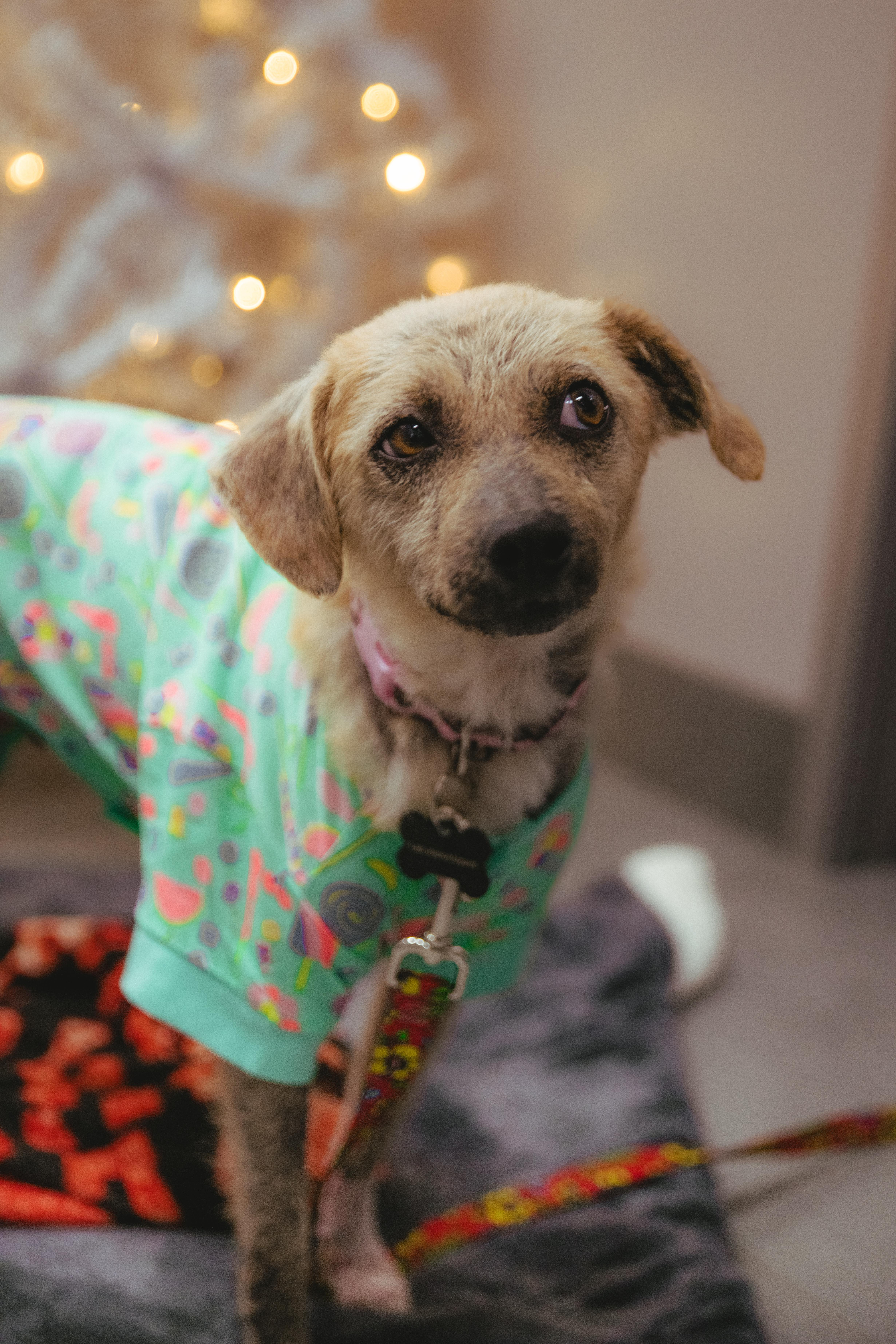 Enlarge Marcel, a ADOPTABLE Terrier in West Hollywood, CA image 3/5