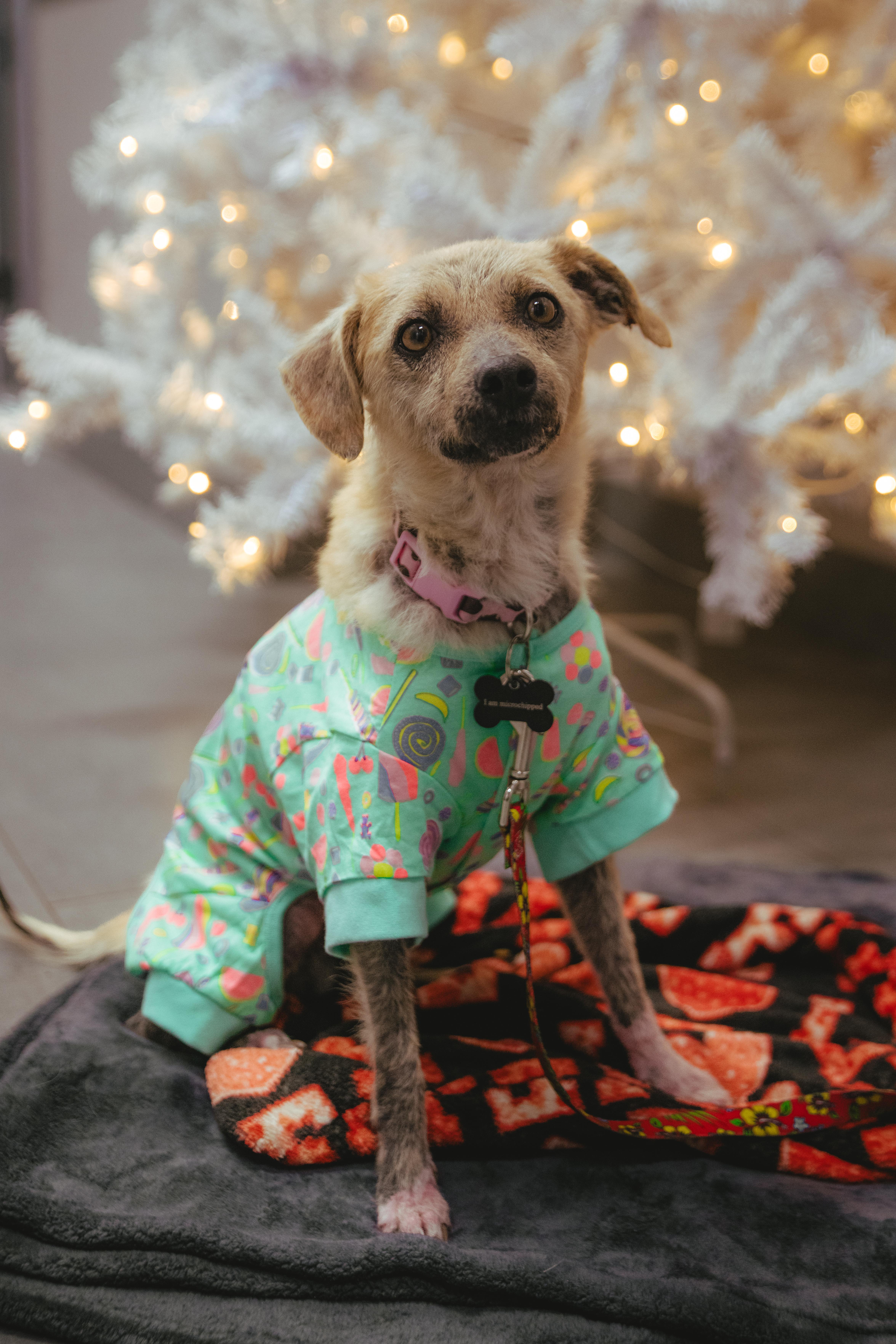 Enlarge Marcel, a ADOPTABLE Terrier in West Hollywood, CA image 4/5