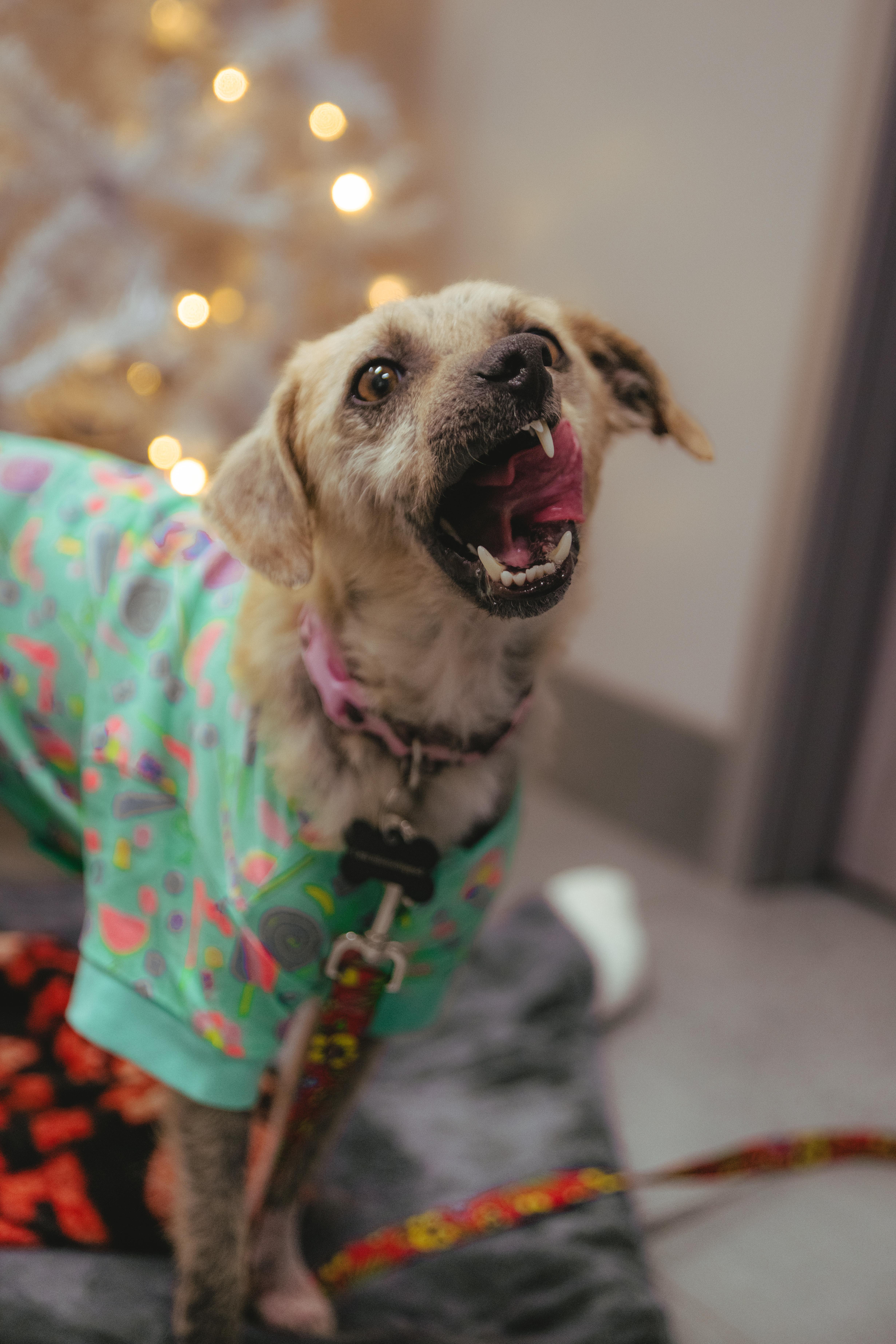 Enlarge Marcel, a ADOPTABLE Terrier in West Hollywood, CA image 5/5