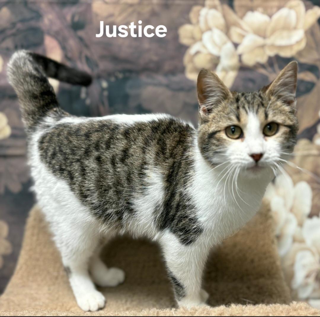 Justice, adopted, Young Male Domestic Short Hair.