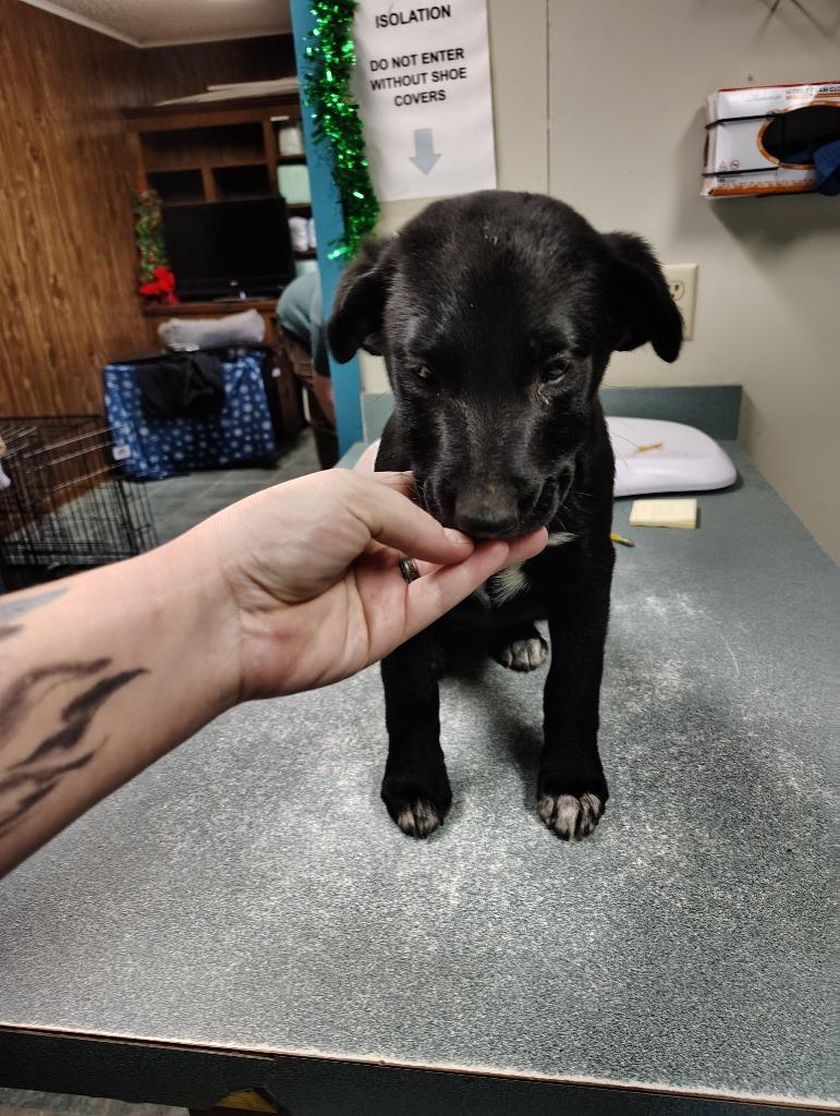 Betty, Adoptable, Young Female Labrador Retriever & Mixed Breed.