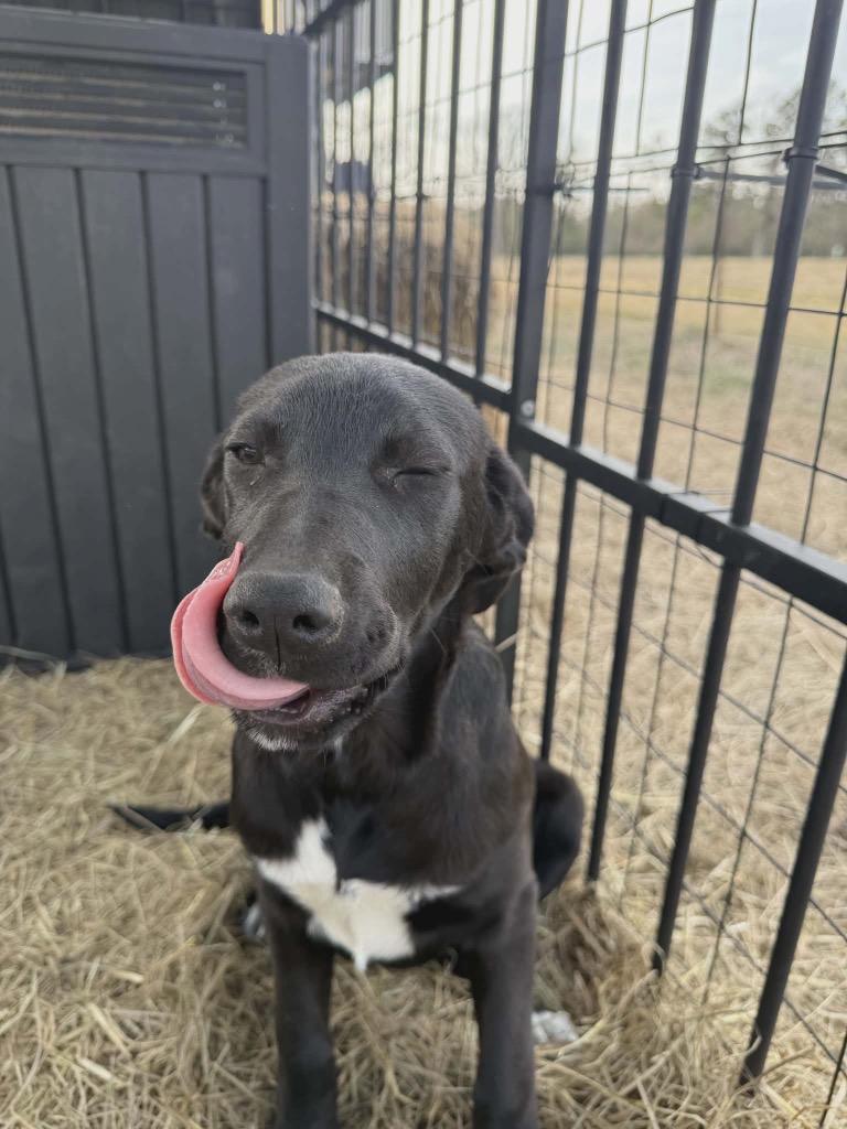 Betty, Adoptable, Puppy Female Labrador Retriever & Mixed Breed.