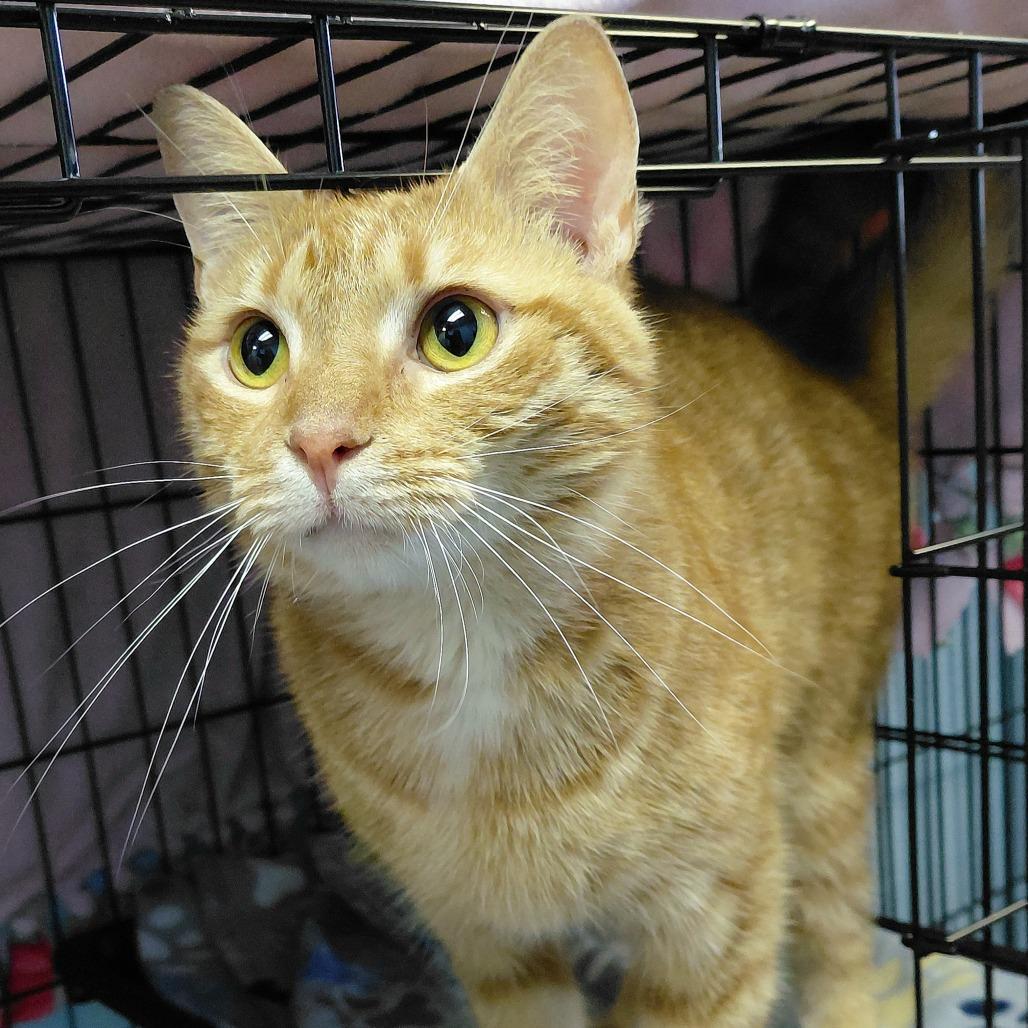 Henry, Adoptable, Adult Male Domestic Short Hair.