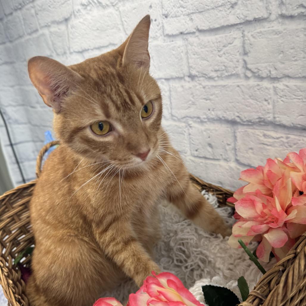 Enlarge Henry, a Adoptable Domestic Short Hair in Harrisonburg, VA image 2/6
