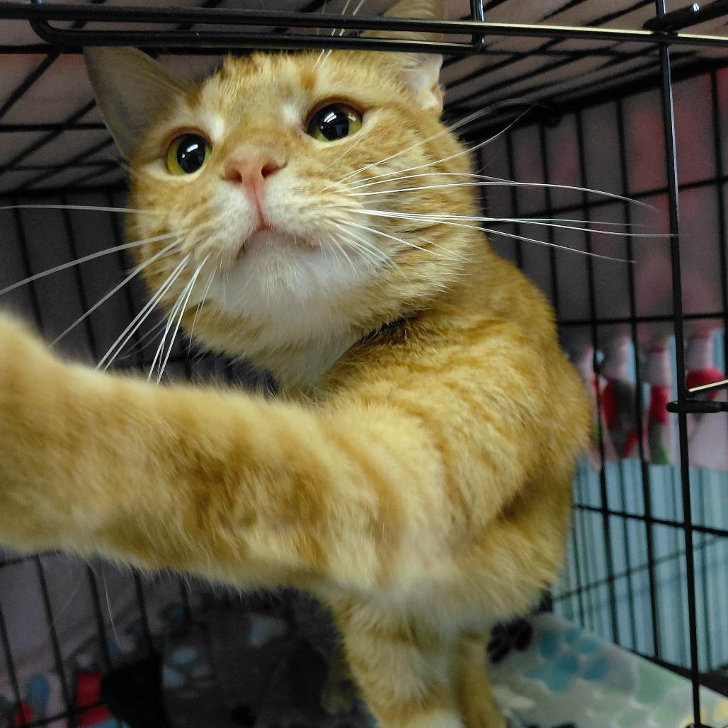 Enlarge Henry, a Adoptable Domestic Short Hair in Harrisonburg, VA image 3/6
