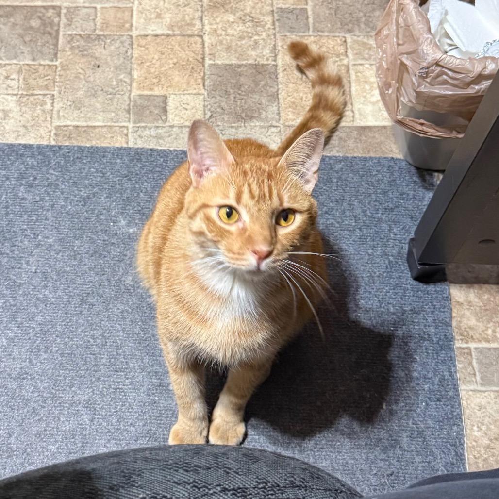 Enlarge Henry, a Adoptable Domestic Short Hair in Harrisonburg, VA image 4/6